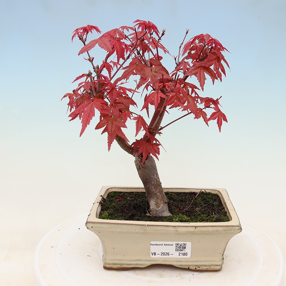 Kültéri bonsai - Acer palmatum DESHOJO