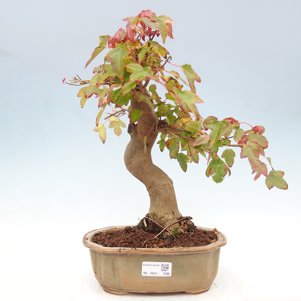 Kültéri bonsai - Acer Buergerianum - Burger juhar