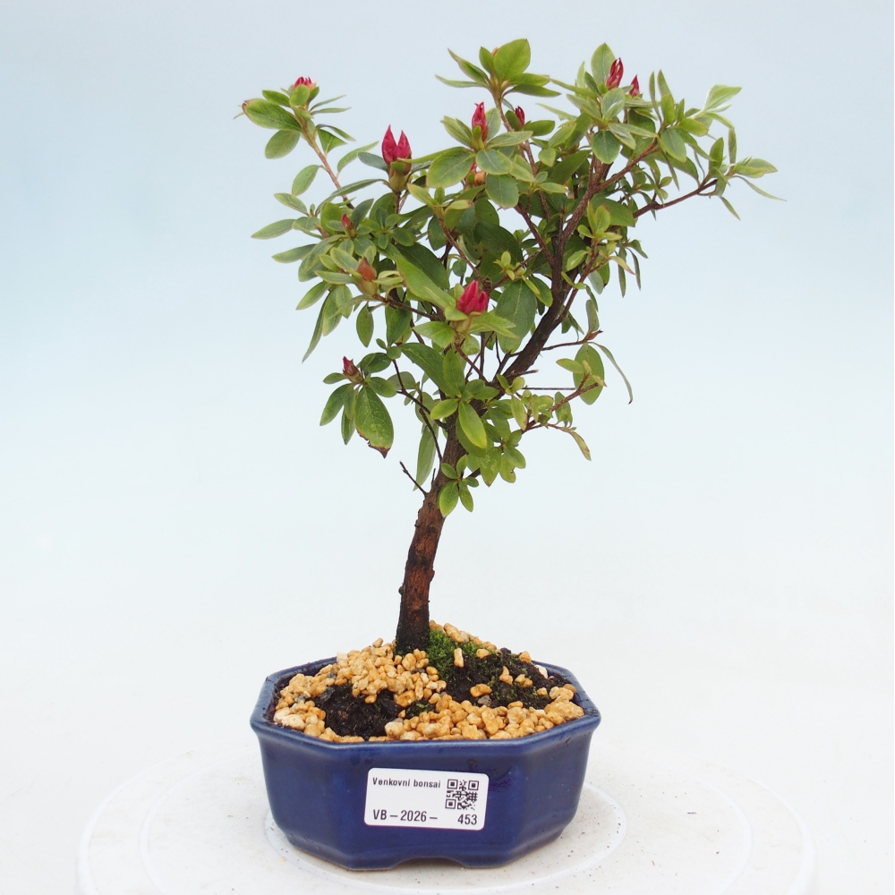 Kültéri bonsai - japán azálea - Azalea sp.