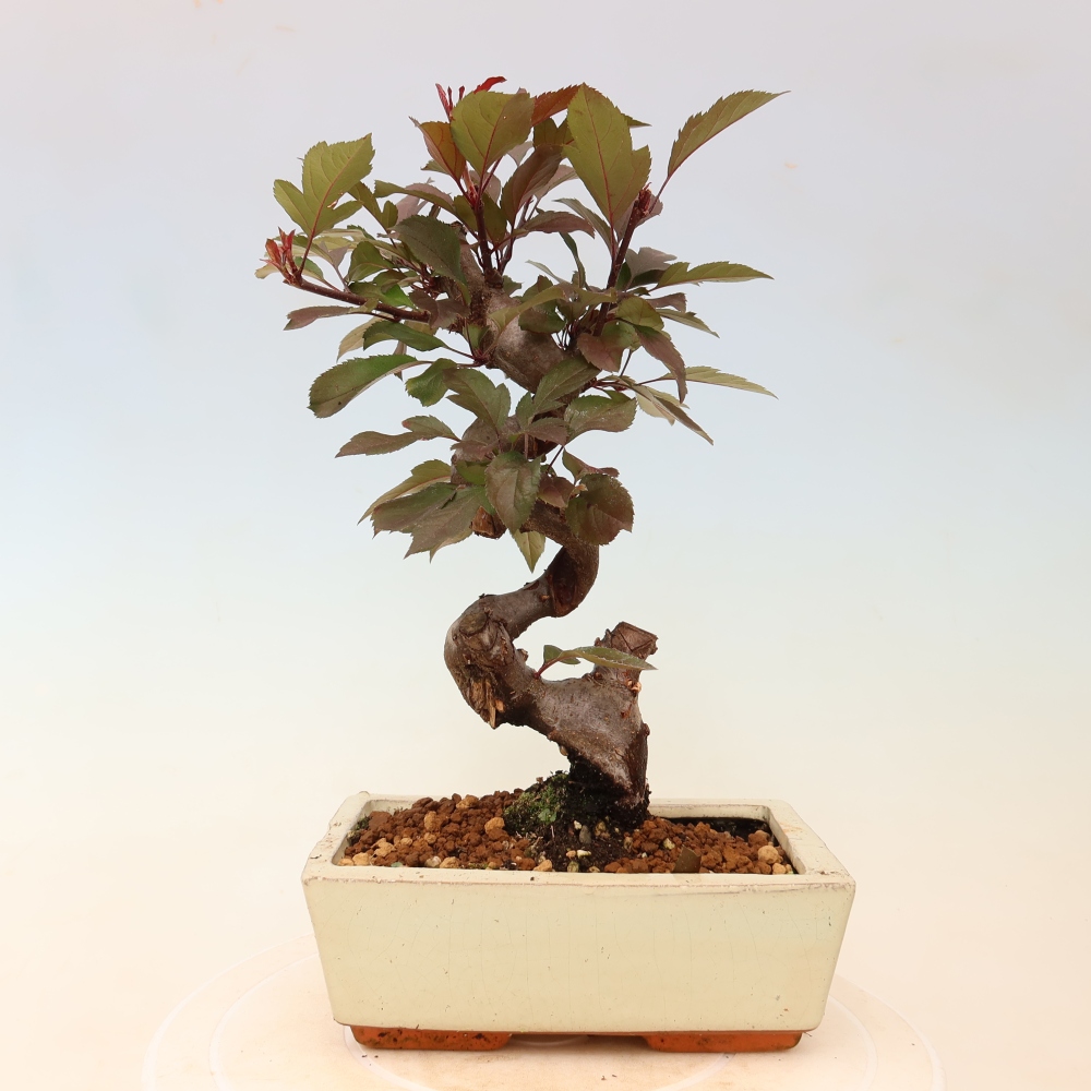Kültéri bonsai -Malus domestica - Kis gyümölcsű piros levelű almafa