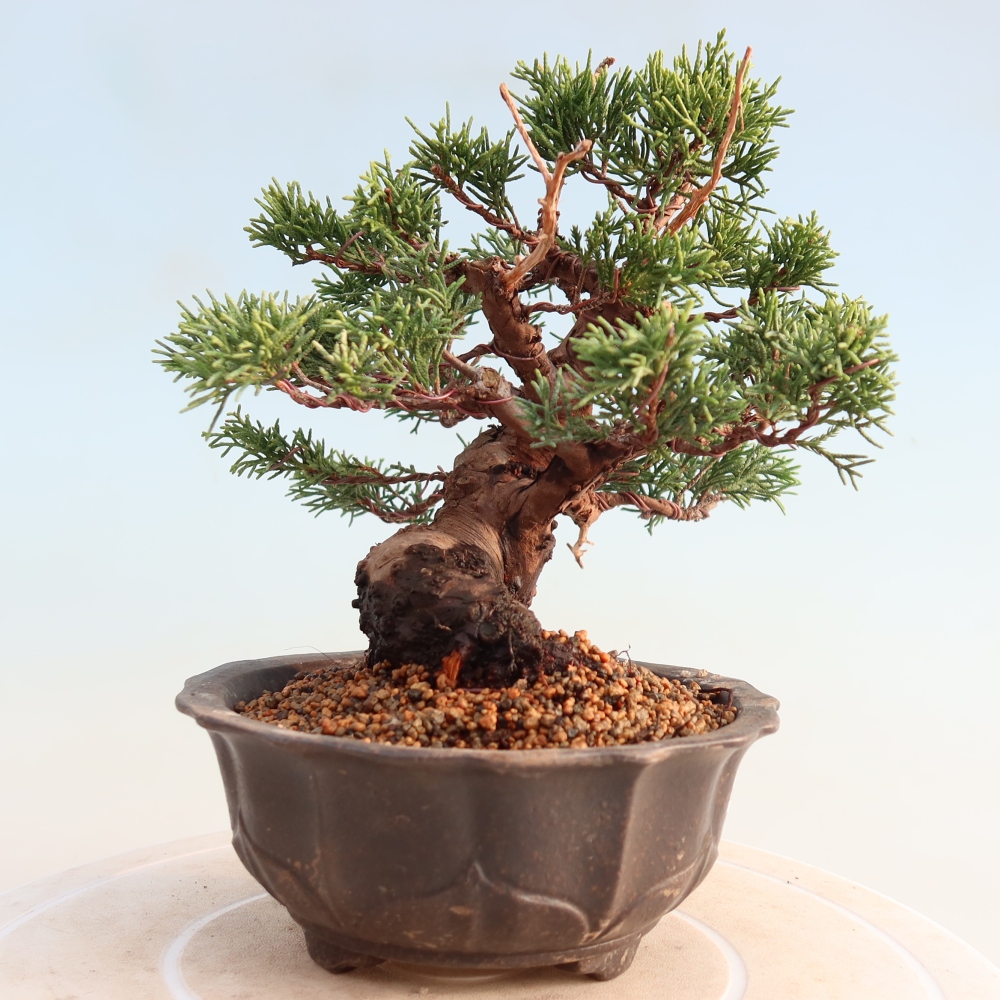 Kültéri bonsai - Juniperus chinensis Itoigawa