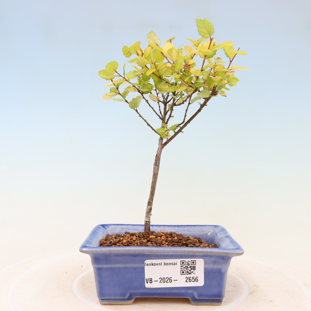 Kültéri bonsai – törpe nyír – Betula NANA Golden Treasure