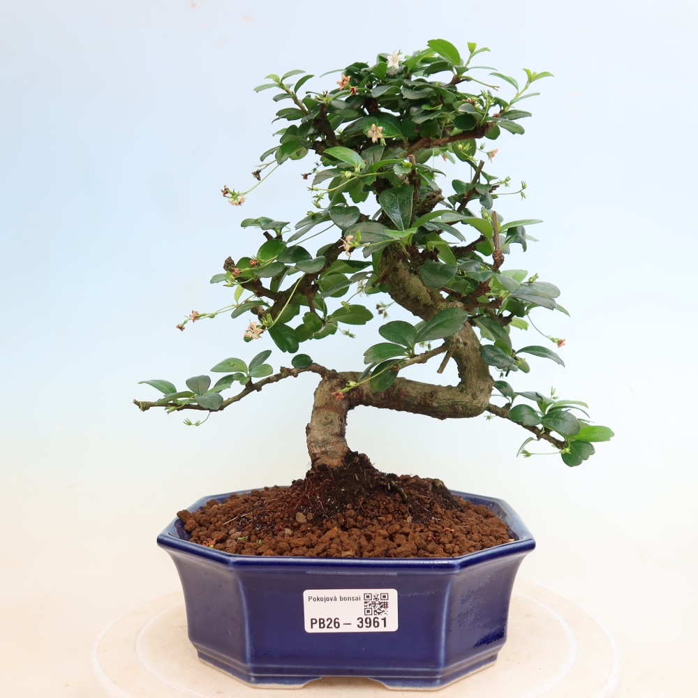 Szobai bonsai - Carmona macrophylla - Tea fuki