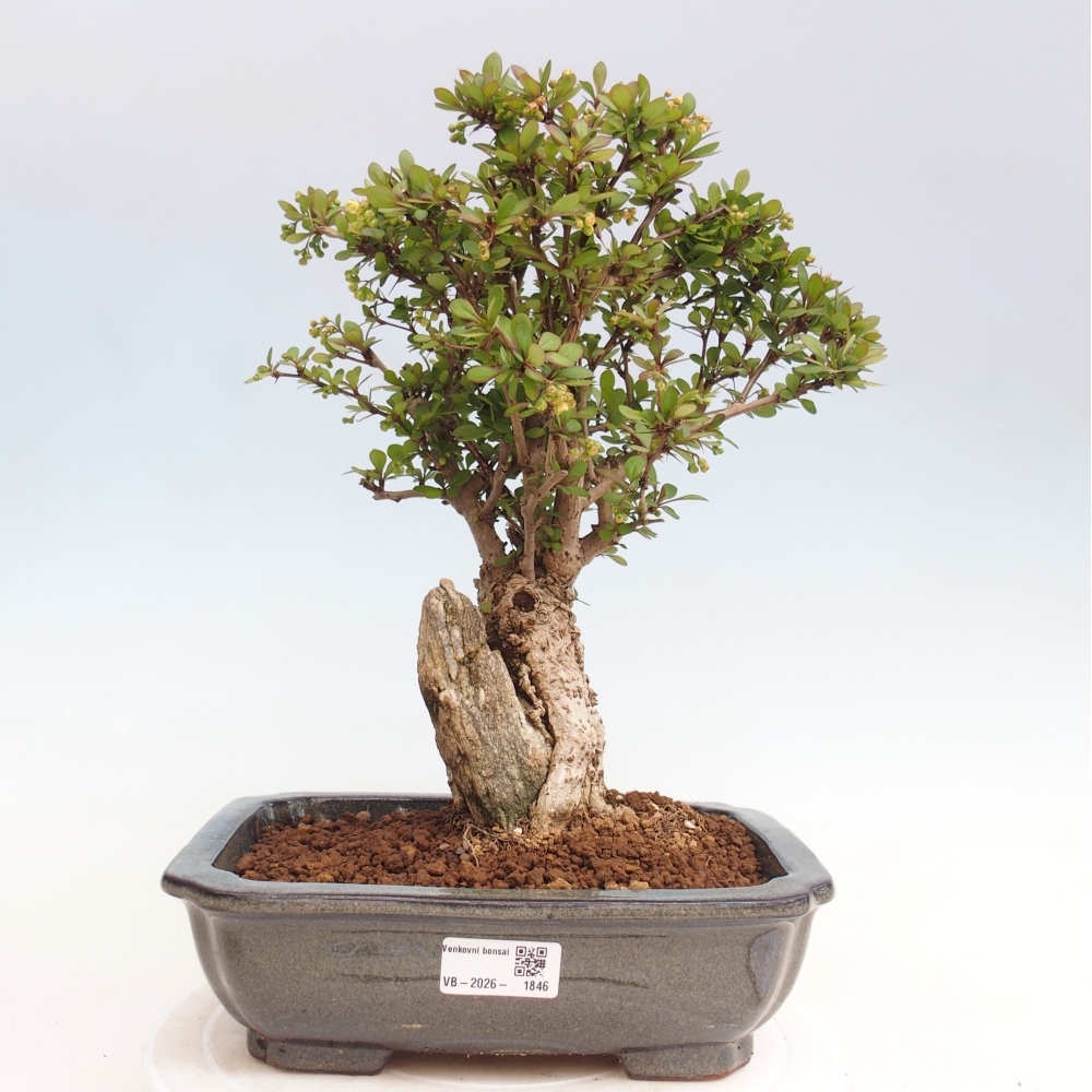 Kültéri bonsai - Berberis coreana