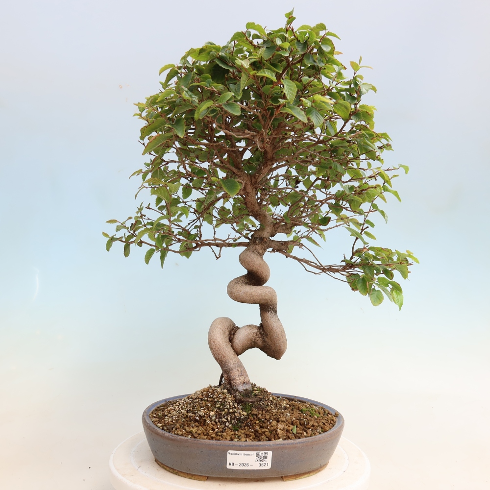 Kültéri bonsai -Carpinus CARPINOIDES - Koreai gyertyánfa