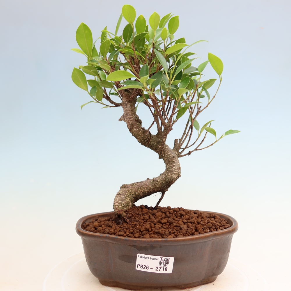 Szobai bonsai - Ficus kimmen - kislevelű fikusz