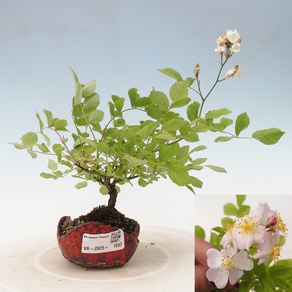 Kültéri bonsai - Rosa sp. - kisvirágú rózsa