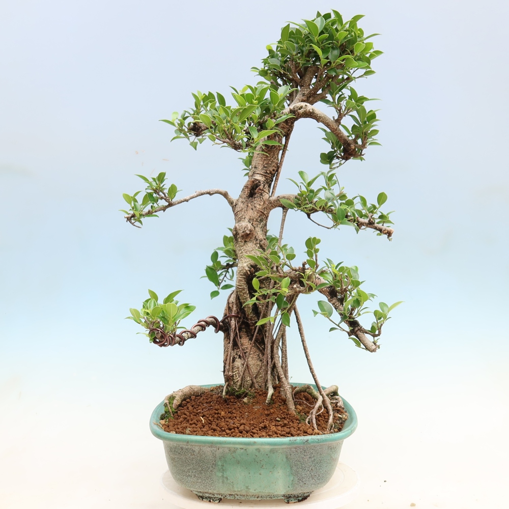 Szobai bonsai - Ficus kimmen - kislevelű fikusz