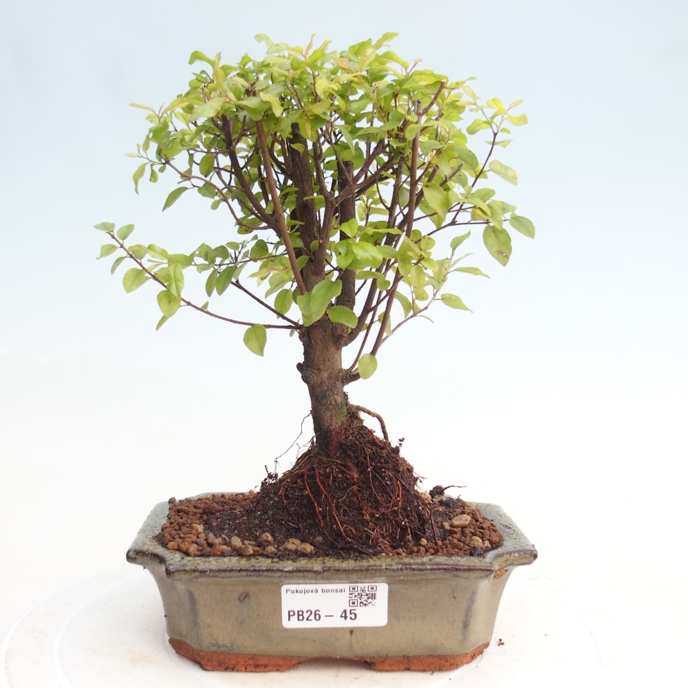 Szobai bonsai - Sageretia thea - Sageretia thea