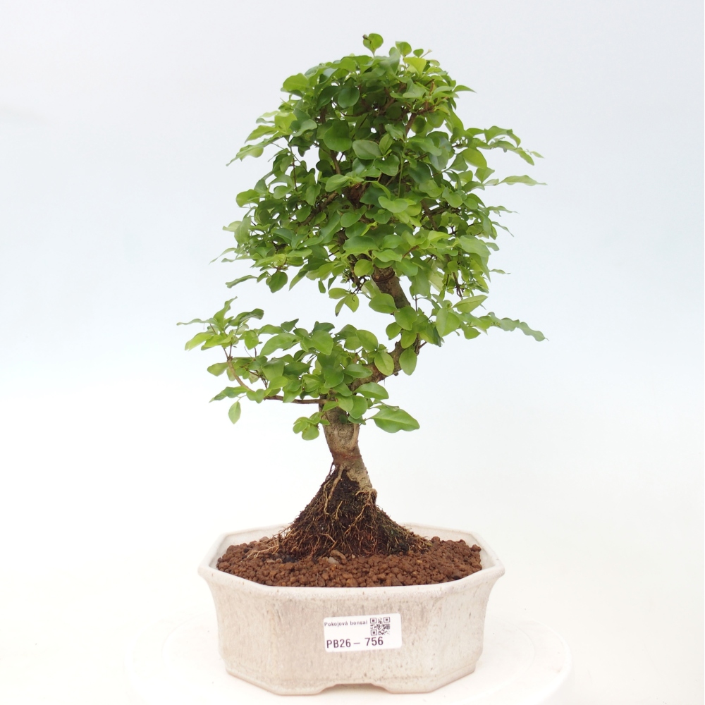 Szobai bonsai -Ligustrum chinensis - Madárcsőr