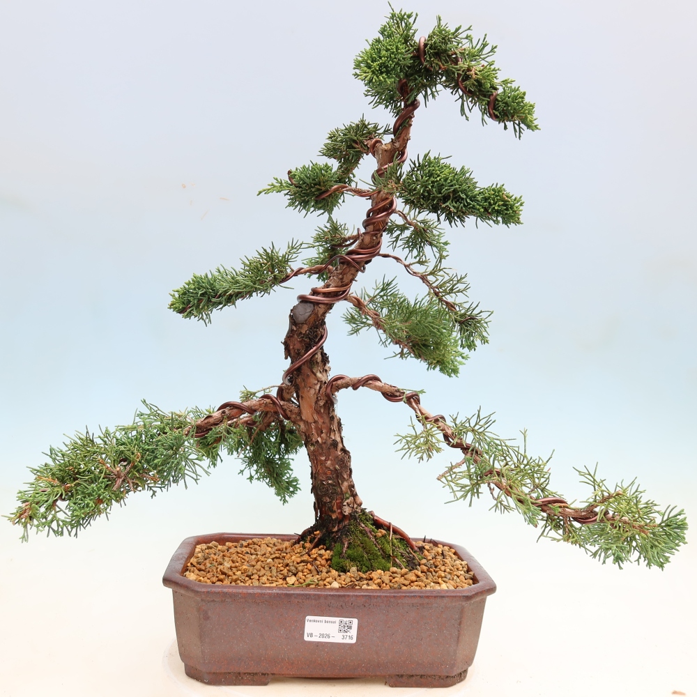 Kültéri bonsai - Juniperus chinensis Kishu