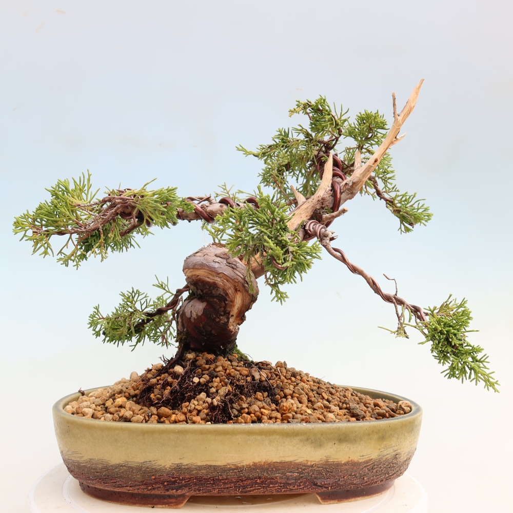 Kültéri bonsai - Juniperus chinensis Itoigawa-Juniperus chinensis