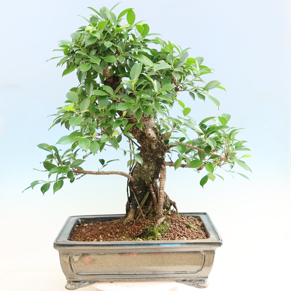 Szobai bonsai - Ficus kimmen - kislevelű fikusz