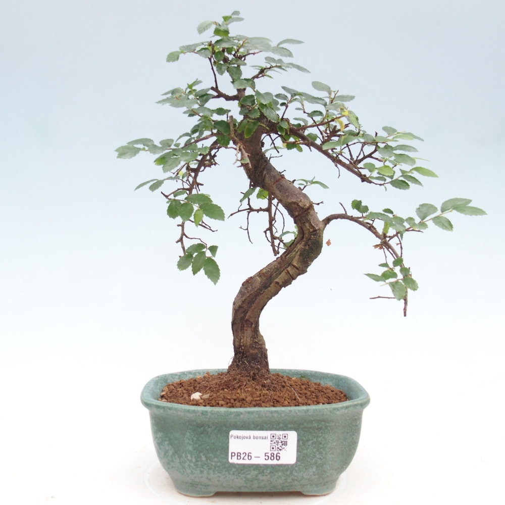 Szobai bonsai - Ulmus parvifolia - Kislevelű szilfa