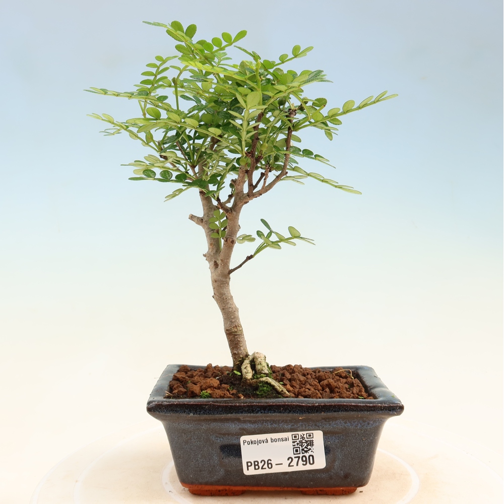 Szobai bonsai - Zantoxylum piperitum - borsfa