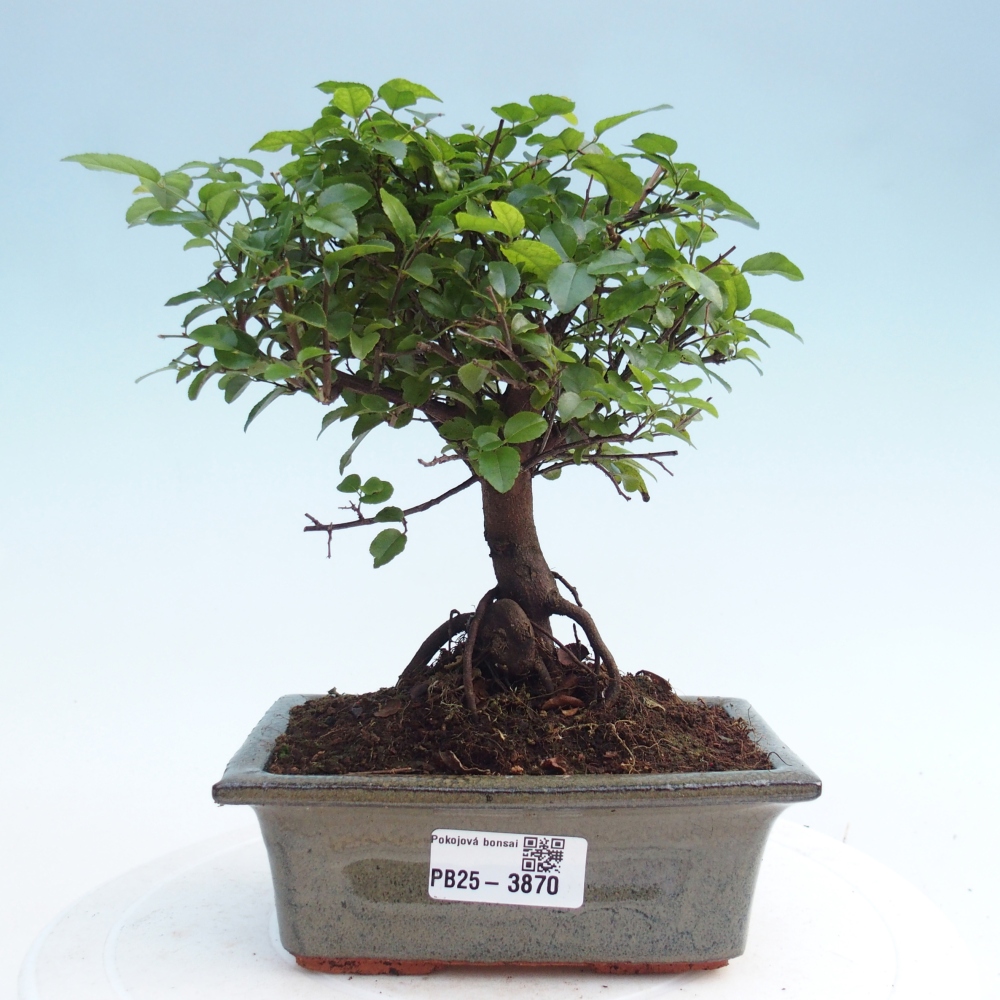 Szobai bonsai - Sageretia thea - Sageretia thea
