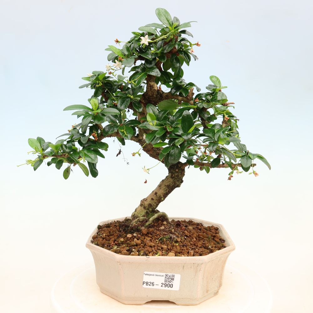 Szobai bonsai - Carmona macrophylla - Tea fuki