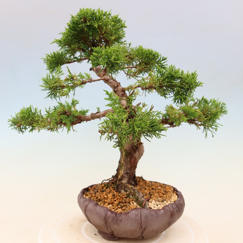 Kültéri bonsai - Juniperus chinensis Itoigawa