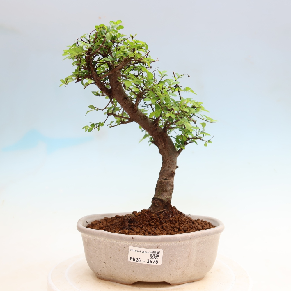 Szobai bonsai - Ulmus parvifolia - Kislevelű szilfa