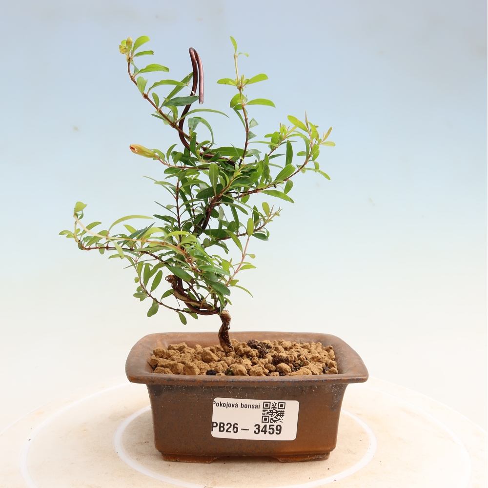 Szobai bonsai-PUNICA granatum nana-gránátalma