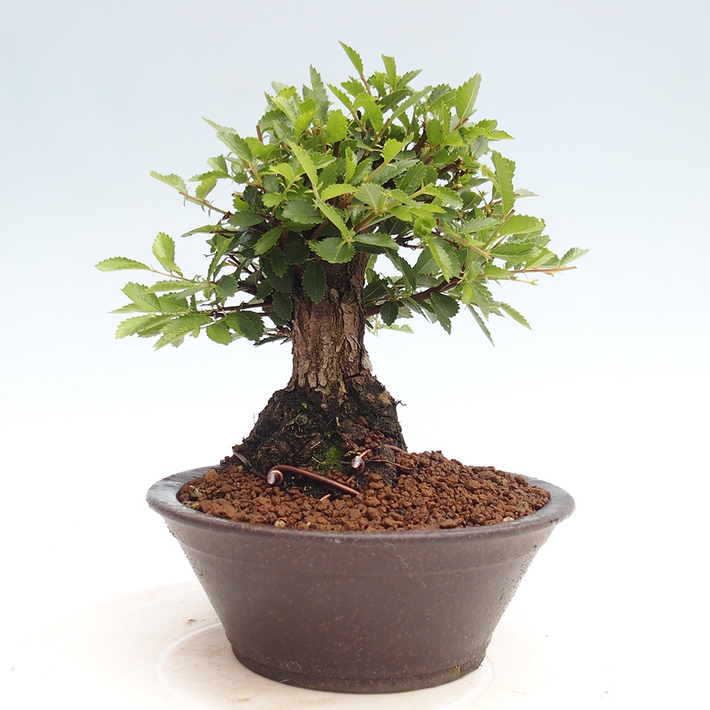 Kültéri bonsai - Zelkova - Zelkova NIRE