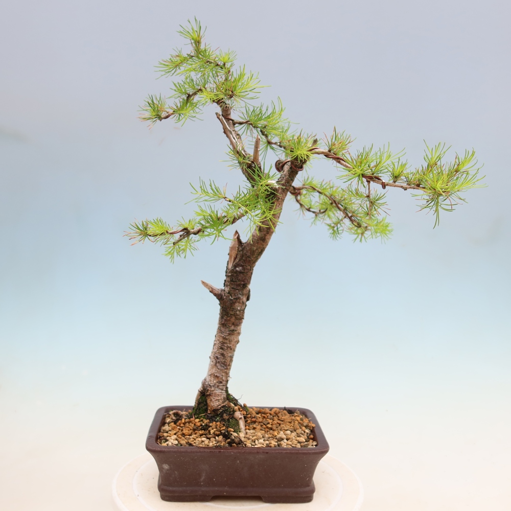 Kültéri bonsai - Larix decidua - vörösfenyő