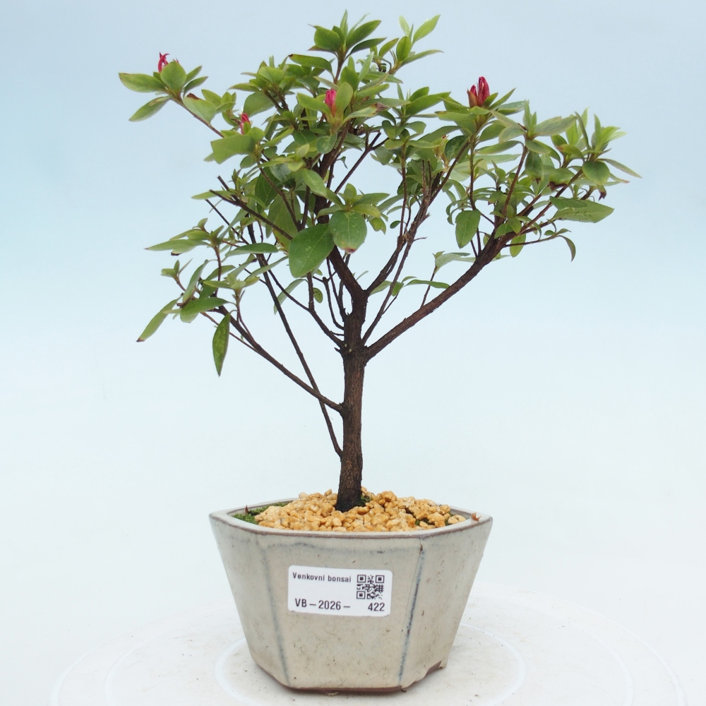 Kültéri bonsai - japán azálea - Azalea sp.