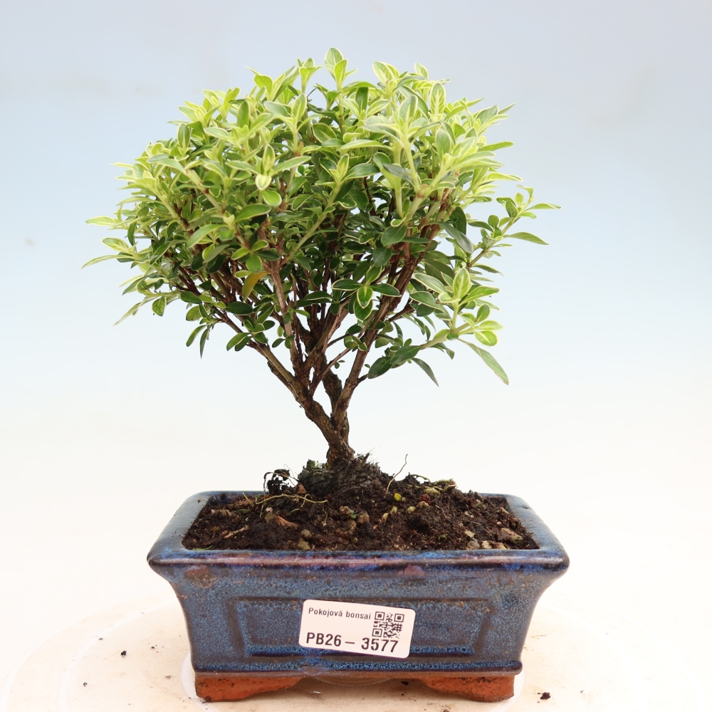 Szobai bonsai - Serissa foetida Variegata - Az ezer csillag fája