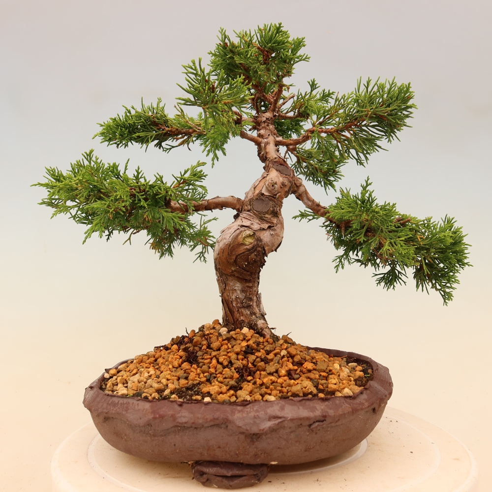 Kültéri bonsai - Juniperus chinensis Itoigawa