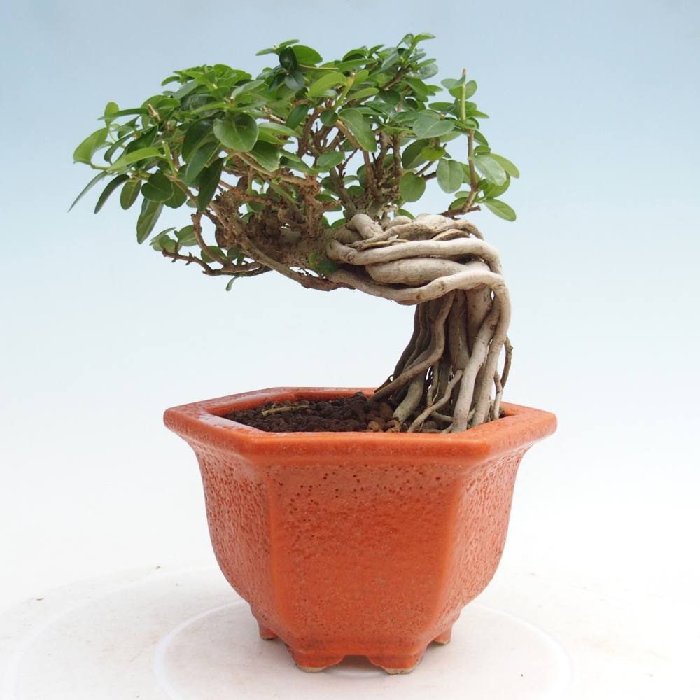 Beltéri bonsai - Premna serratifolia - Kozlovna malolista