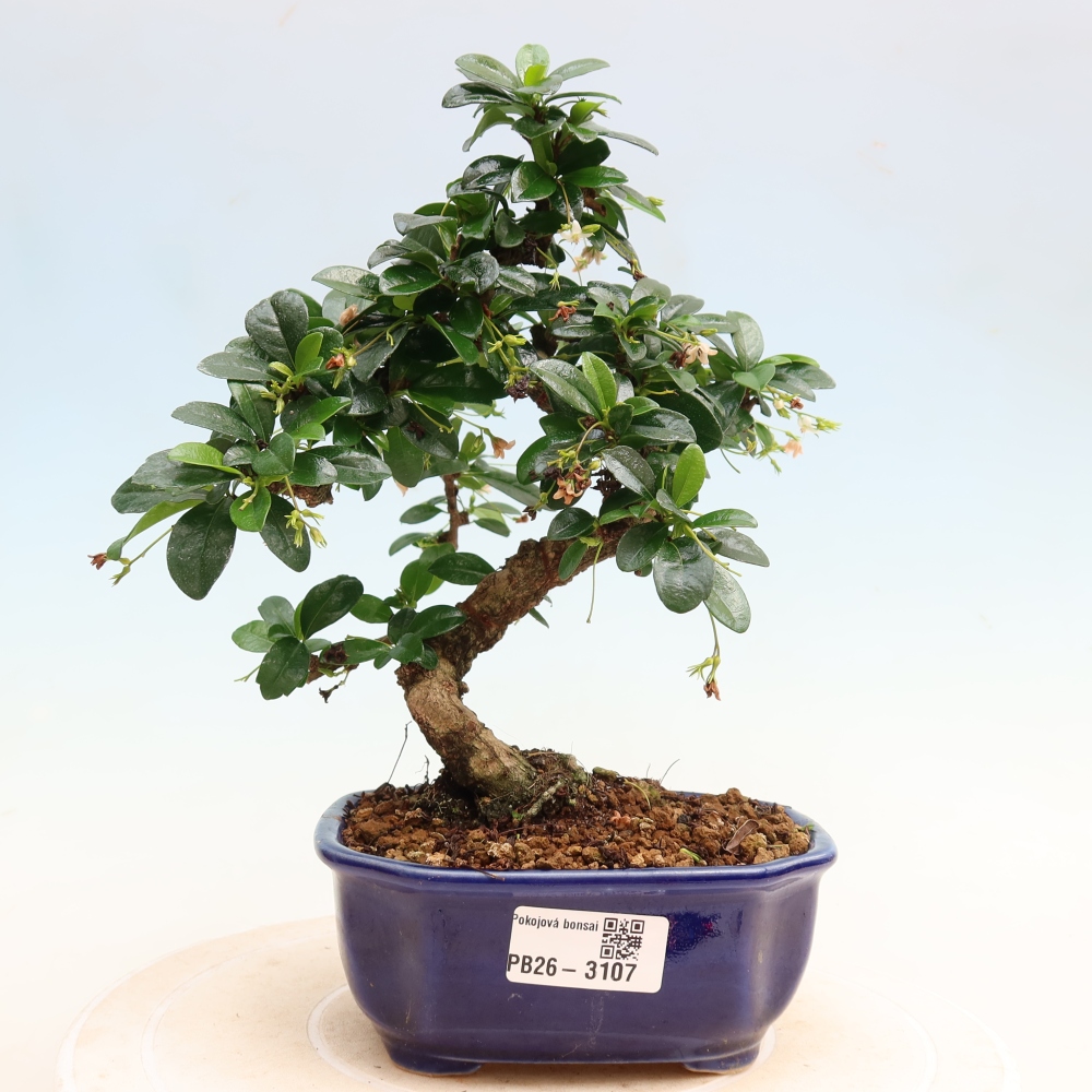 Szobai bonsai - Carmona macrophylla - Tea fuki