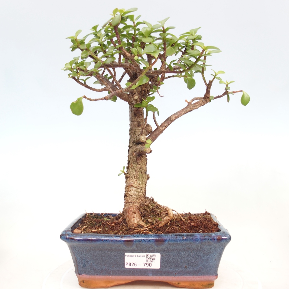 Szoba bonsai - Portulakaria Afra - Tlustice