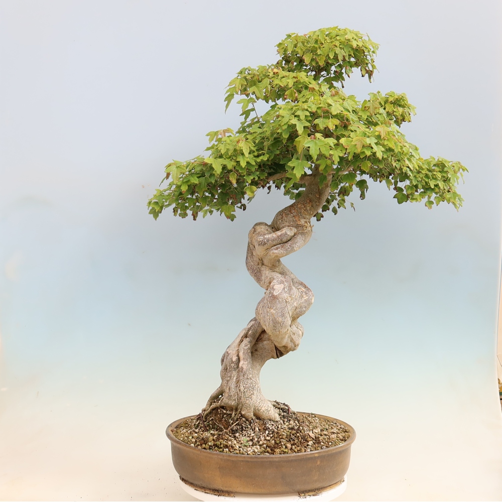 Kültéri bonsai - Acer Buergerianum - Burger juhar