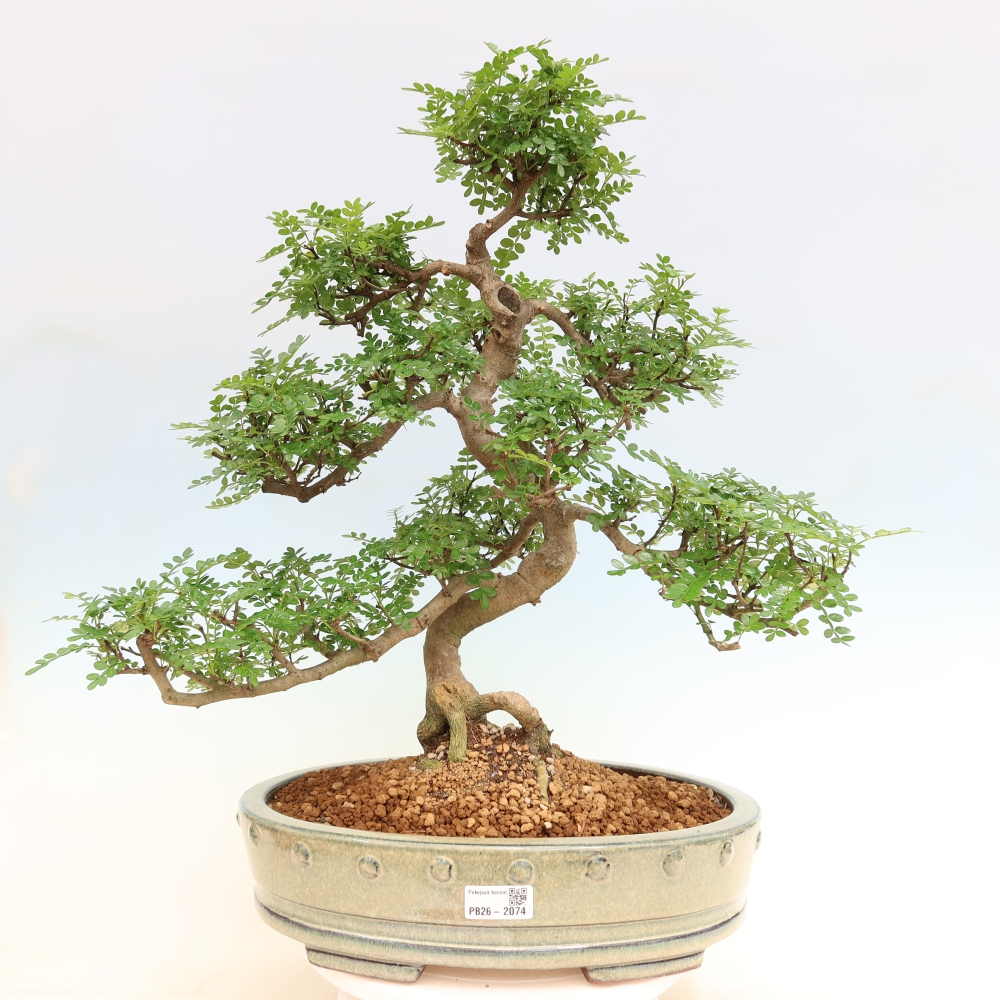Szobai bonsai - Zantoxylum piperitum - borsfa