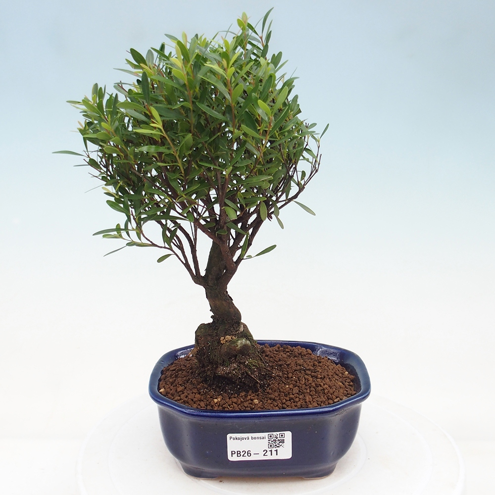 Szobai bonsai - Syzygium - Pimento
