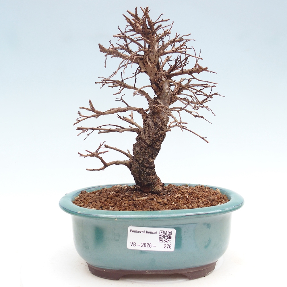 Kültéri bonsai - Zelkova - Zelkova NIRE
