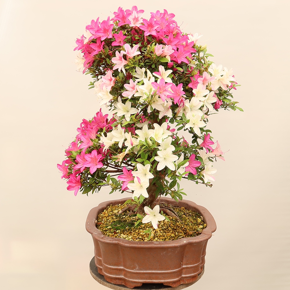 Kültéri bonsai - Japán azálea - Azalea Miyabihime