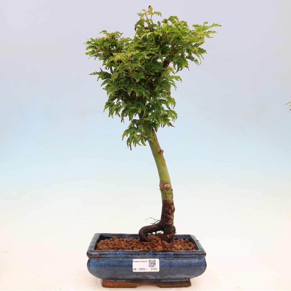 Kültéri bonsai -Javor pálma Acer palmatum Shishigashira