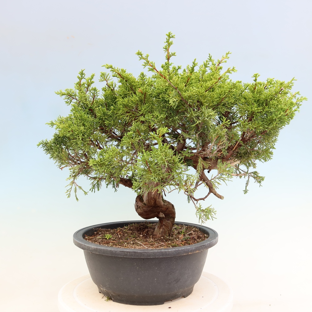 Kültéri bonsai - Juniperus chinensis Itoigawa-Juniperus chinensis