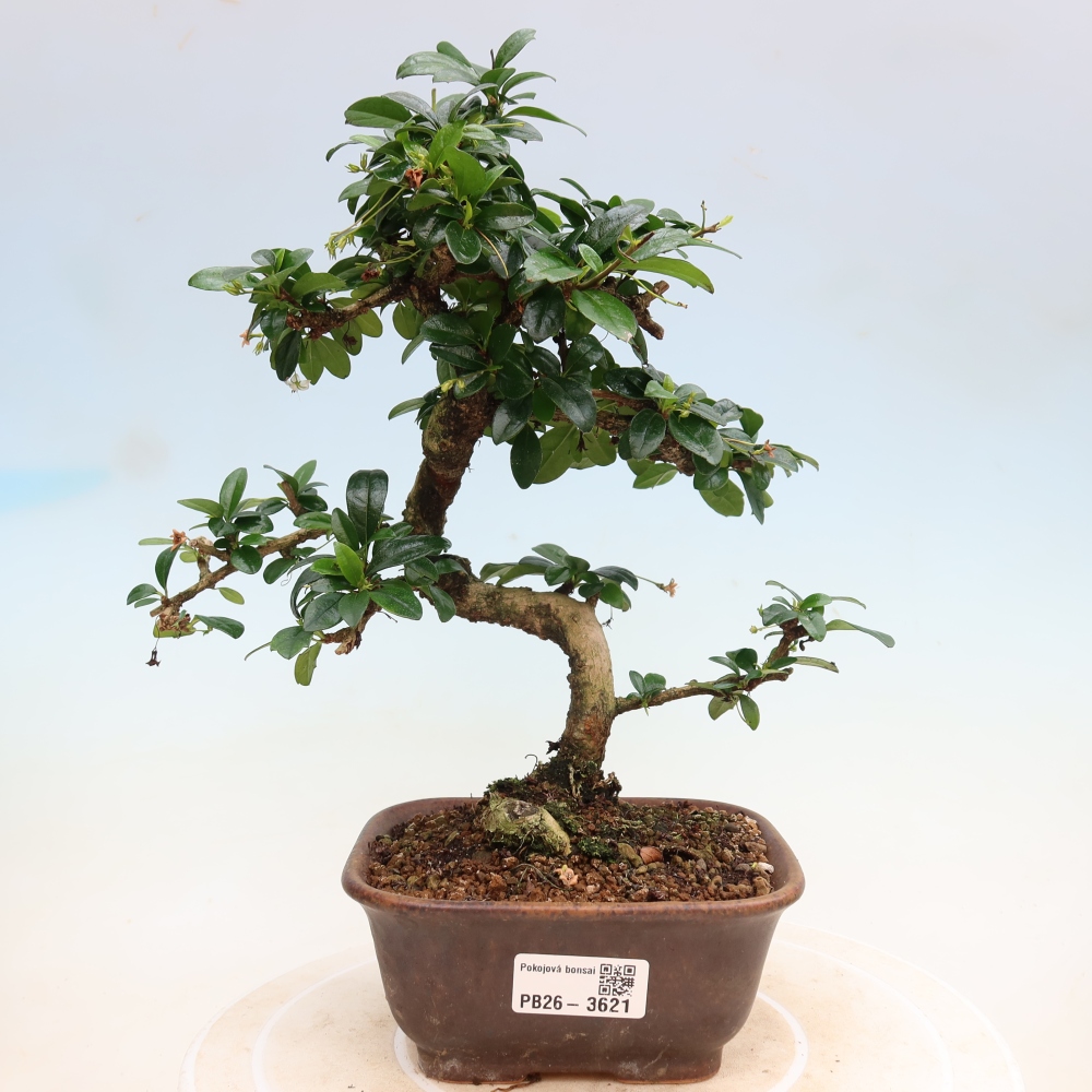Szobai bonsai - Carmona macrophylla - Tea fuki