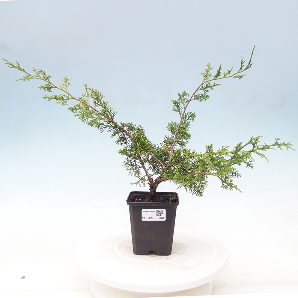 Kültéri bonsai - Juniperus chinensis Itoigawa