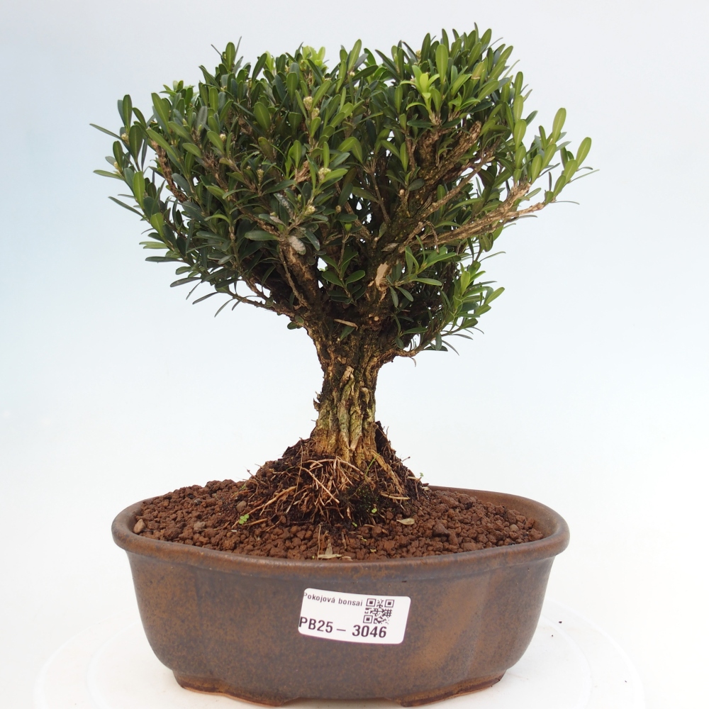 Szobai bonsai - Buxus harlandii - parafa buxus