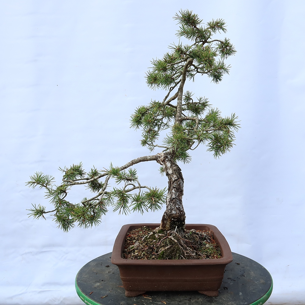 Pinus sylvestris Spanyolország – erdei fenyő
