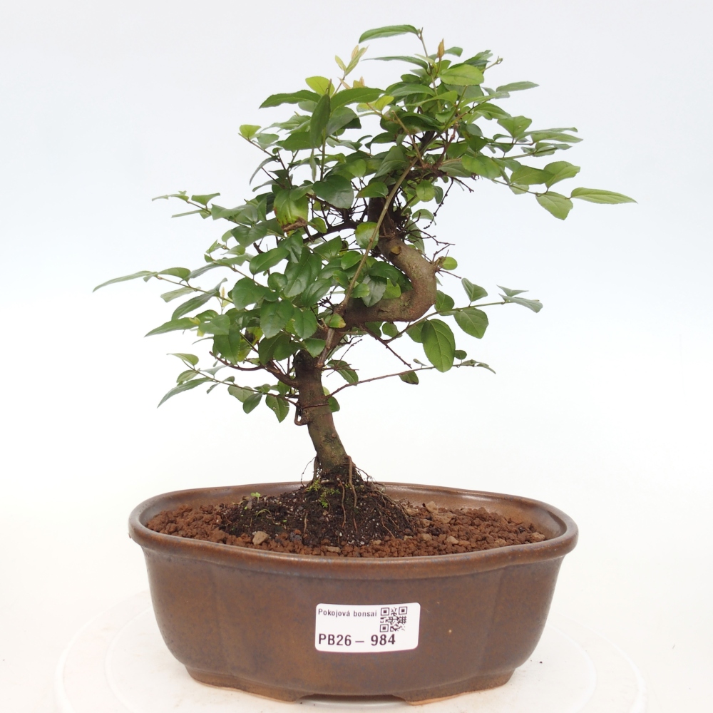 Szobai bonsai - Sageretia thea - Sageretia thea