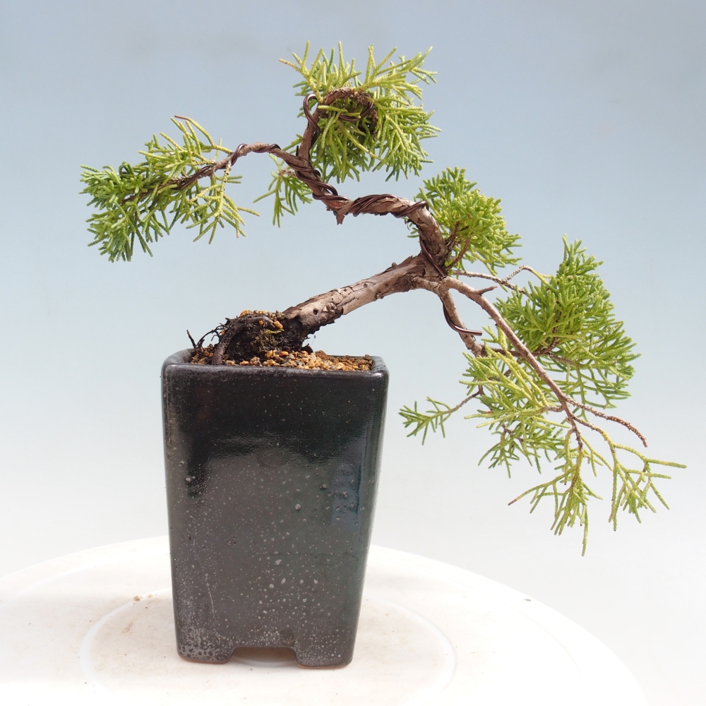 Kültéri bonsai - Juniperus chinensis Kishu
