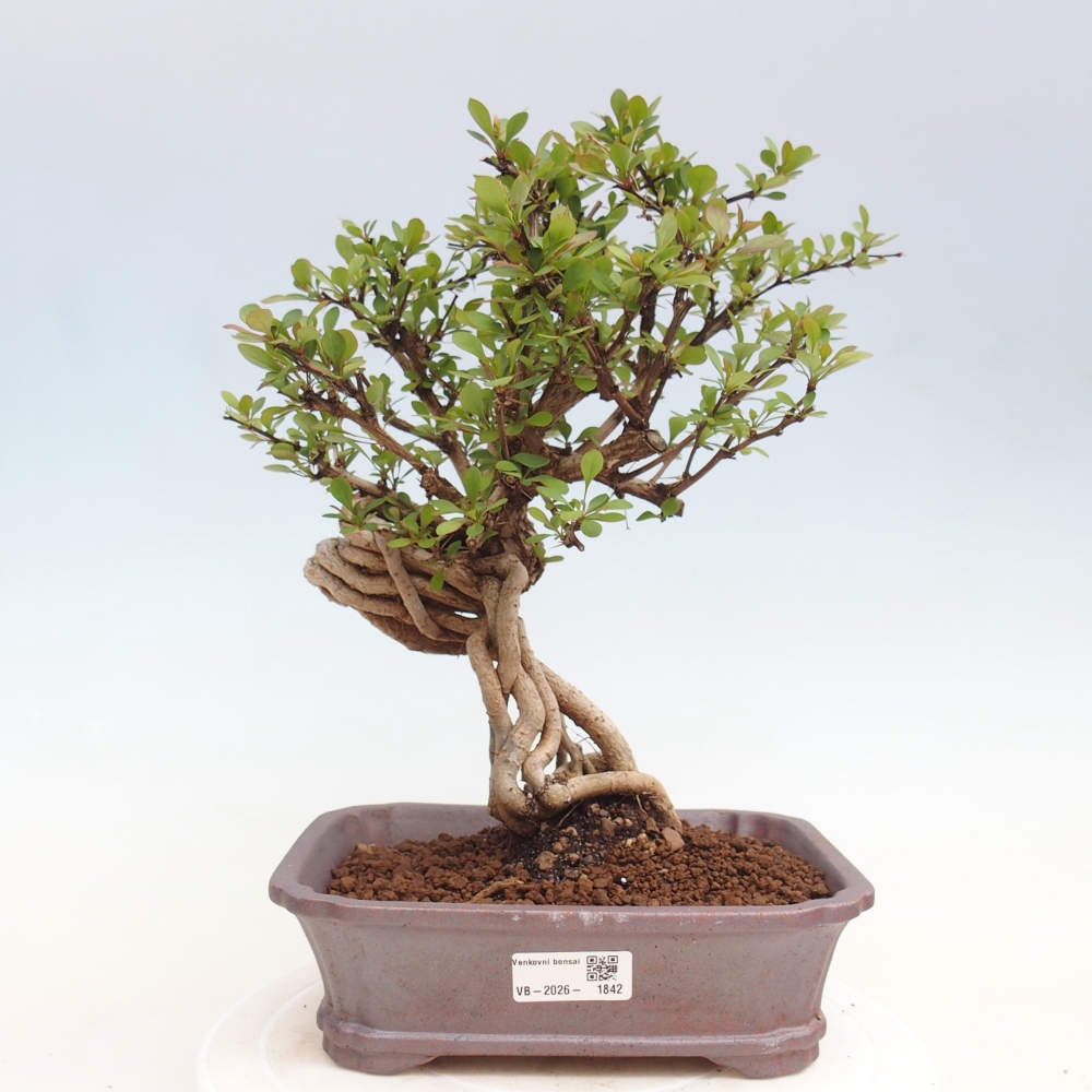 Kültéri bonsai - Berberis coreana