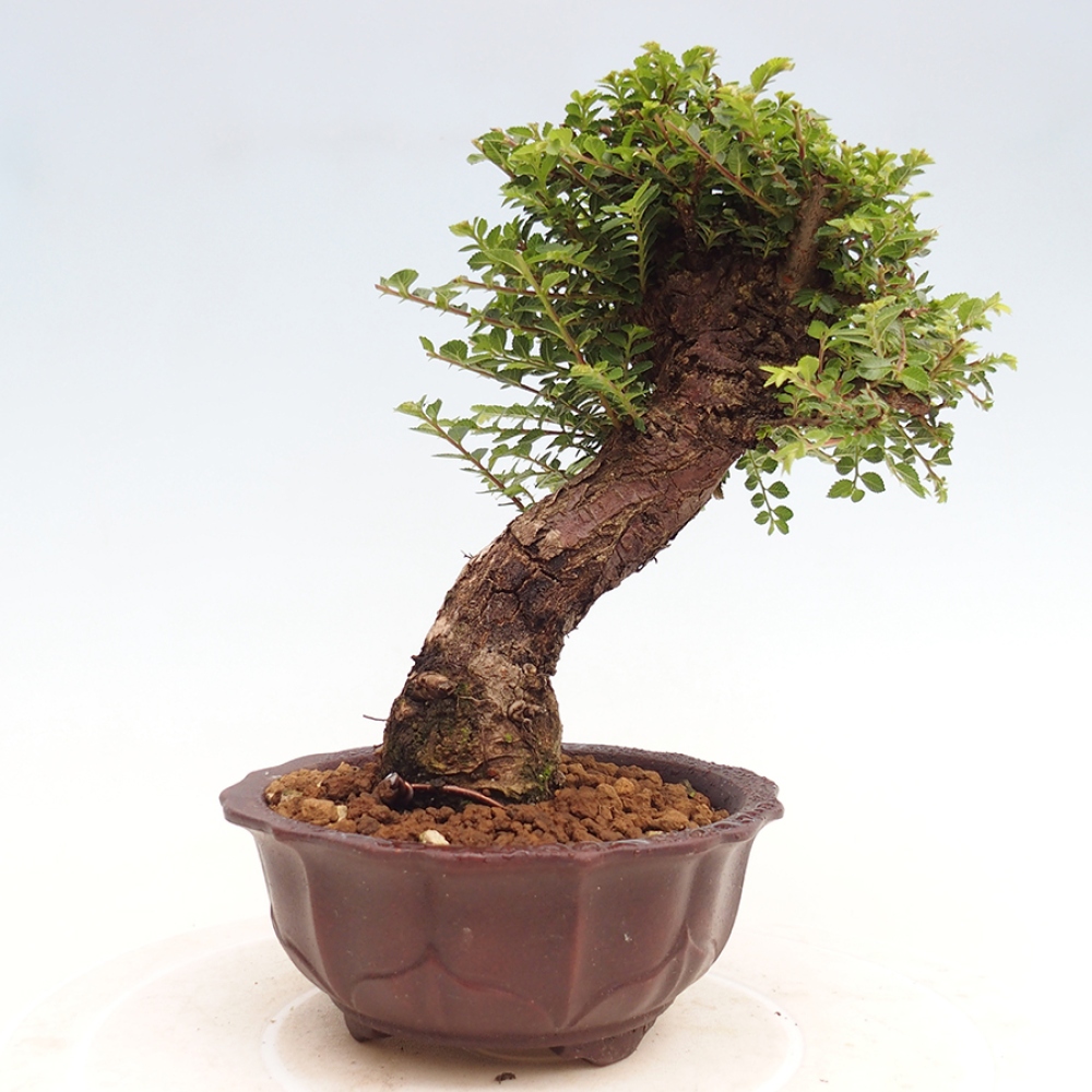 Kültéri bonsai - Ulmus parvifolia Hokkaido - Kínai szil - Ulmus parvifolia Hokkaido