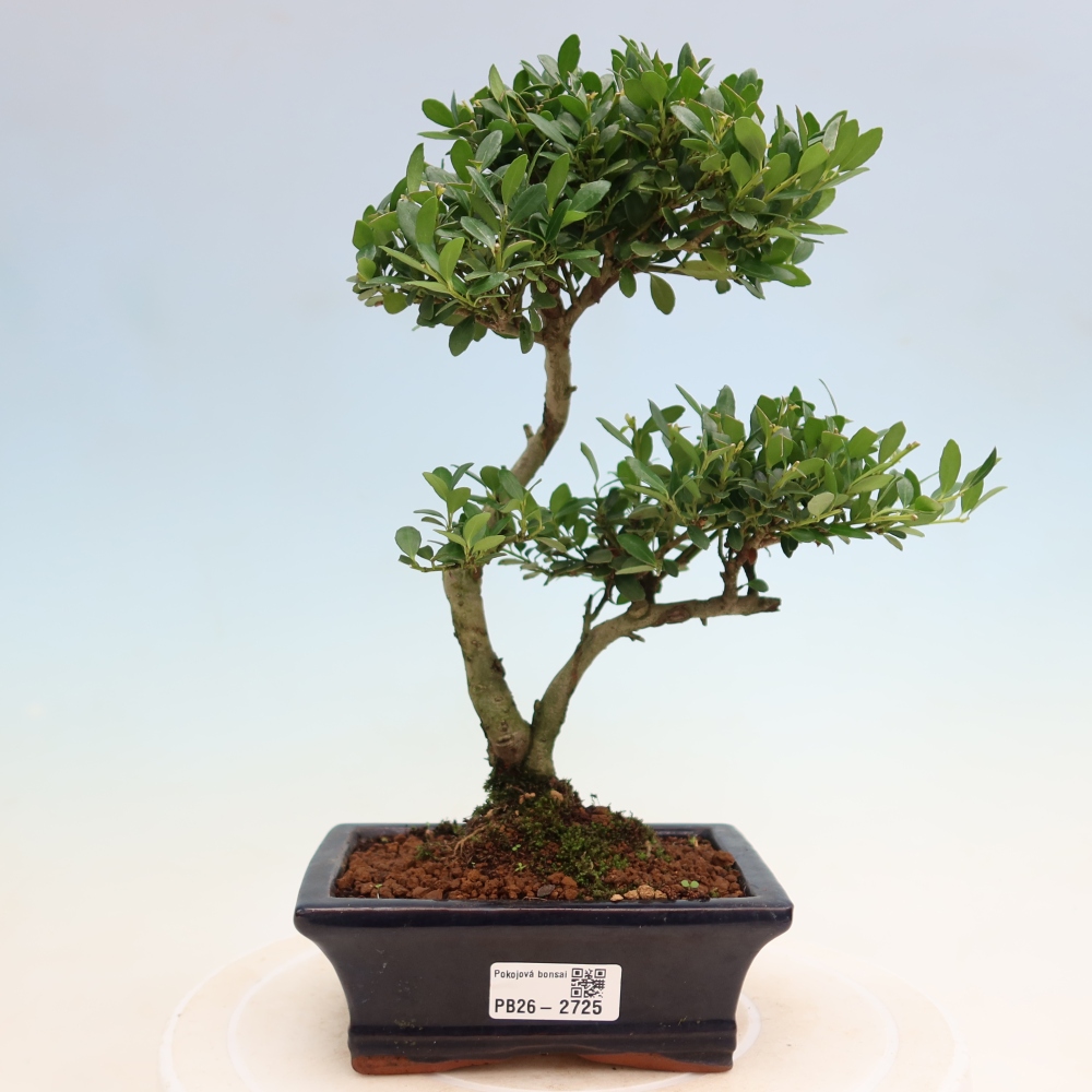 Szobai bonsai - Ilex crenata - Holly