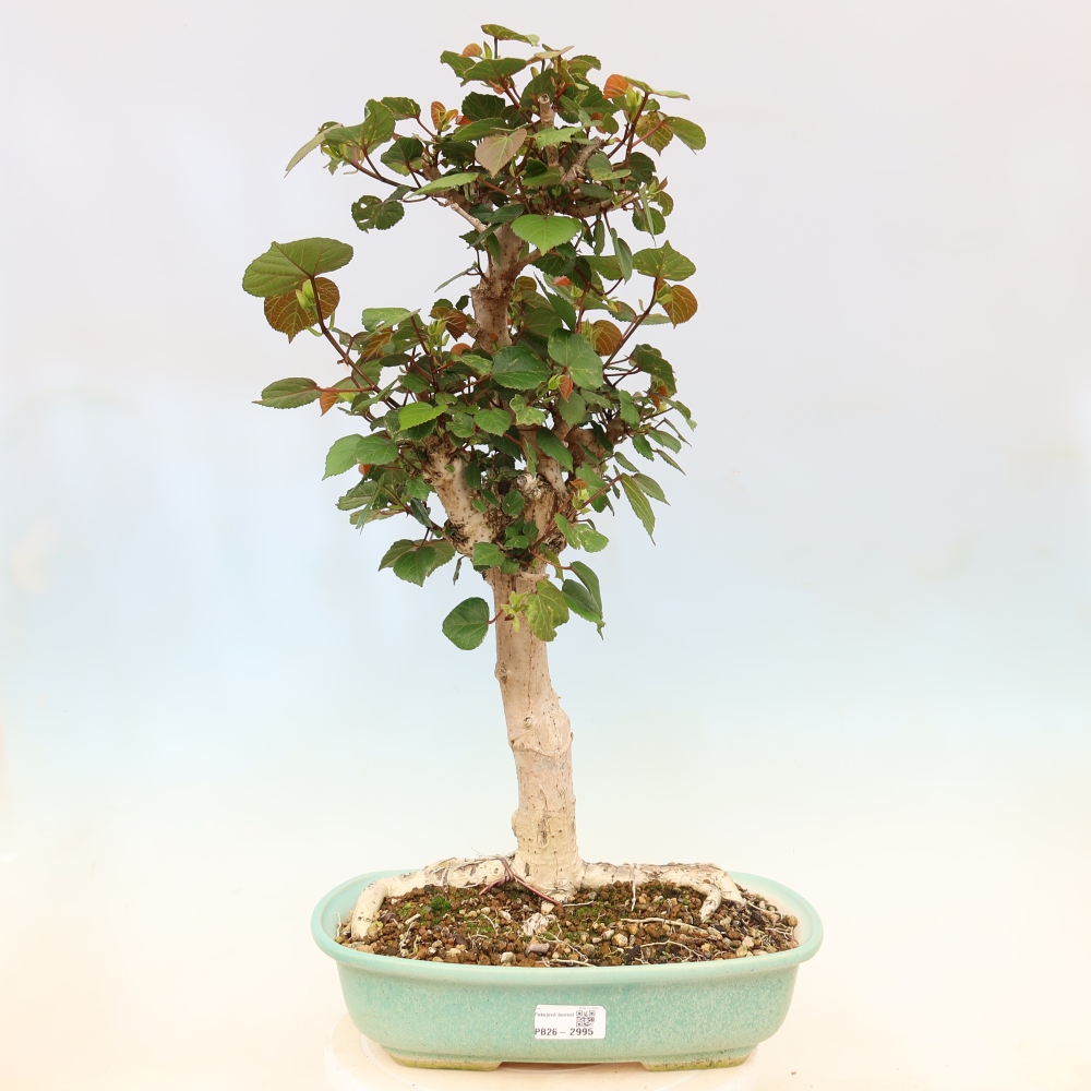 Beltéri bonsai - Hibiscus tiliaceus - tengeri hibiszkusz