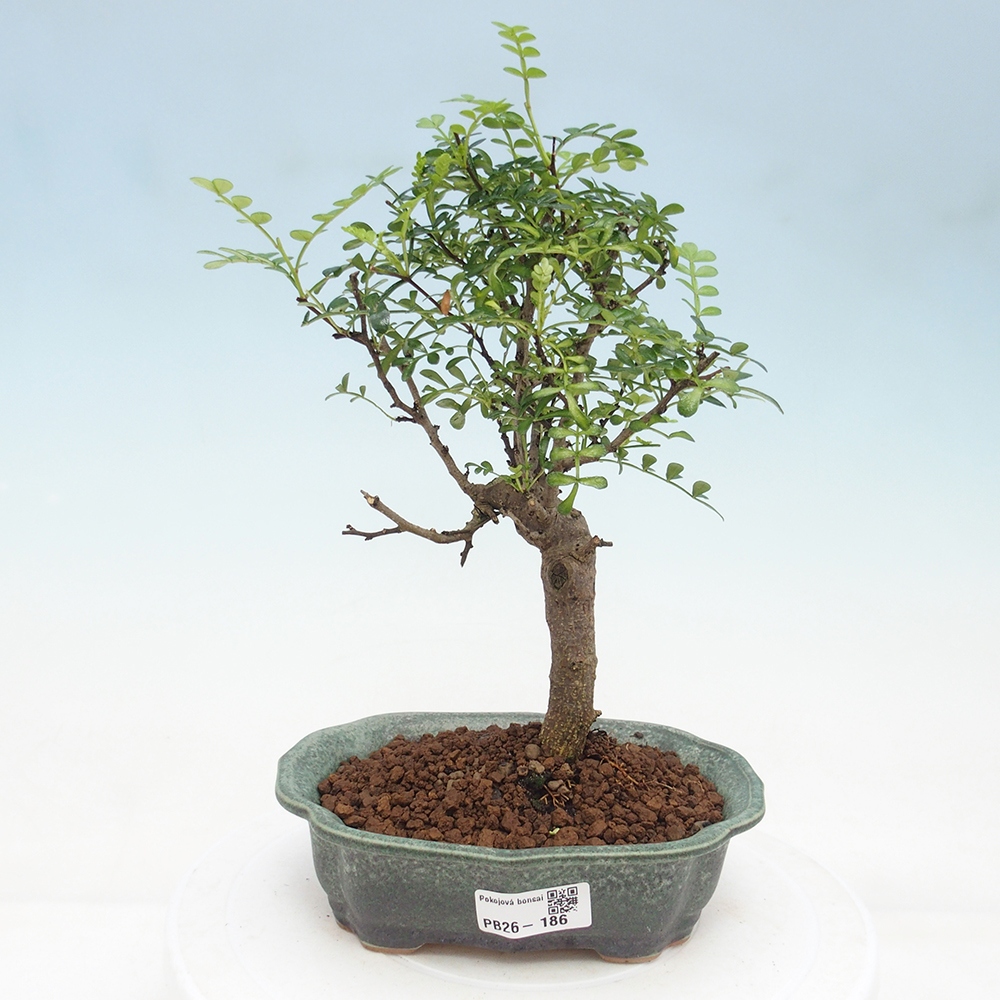Szobai bonsai - Zantoxylum piperitum - borsfa